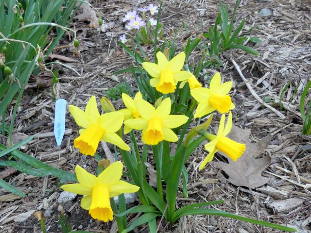 February gold daffodil