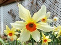 Firebird daffodil