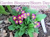primroses Garden Bloggers' Bloom Day May 2014