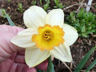Glaston daffodil