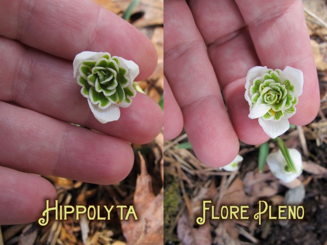Hippolyta and Flore Pleno compared