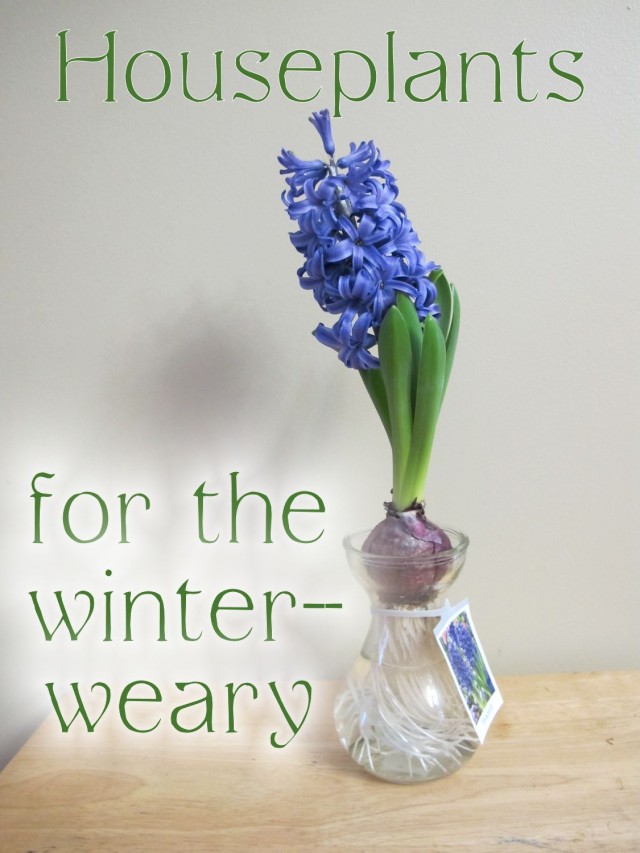 A forced hyacinth brings fragrance and color to the winter-weary gardener