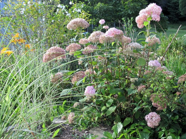 pink Invincibelle Spirit hydrangea thrives in cold climates