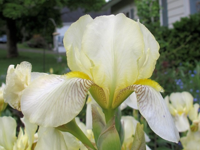 Close-up of hardy heirloom Flavescens iris