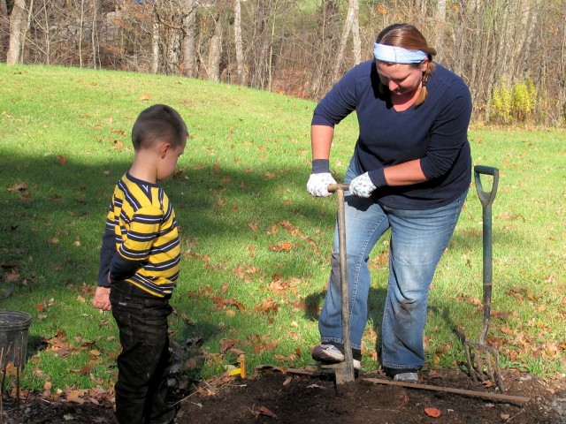 Planting many daffodils with a helper.