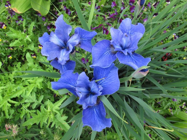 True-blue Jay Bird Siberian iris