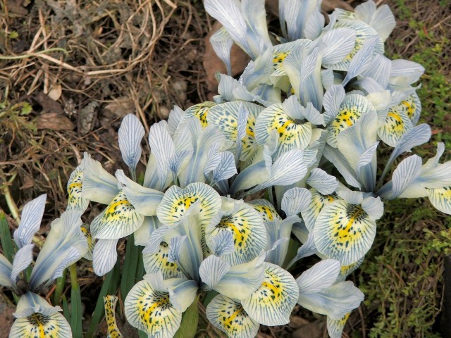 Katherine Hodgkin iris blooms in early spring