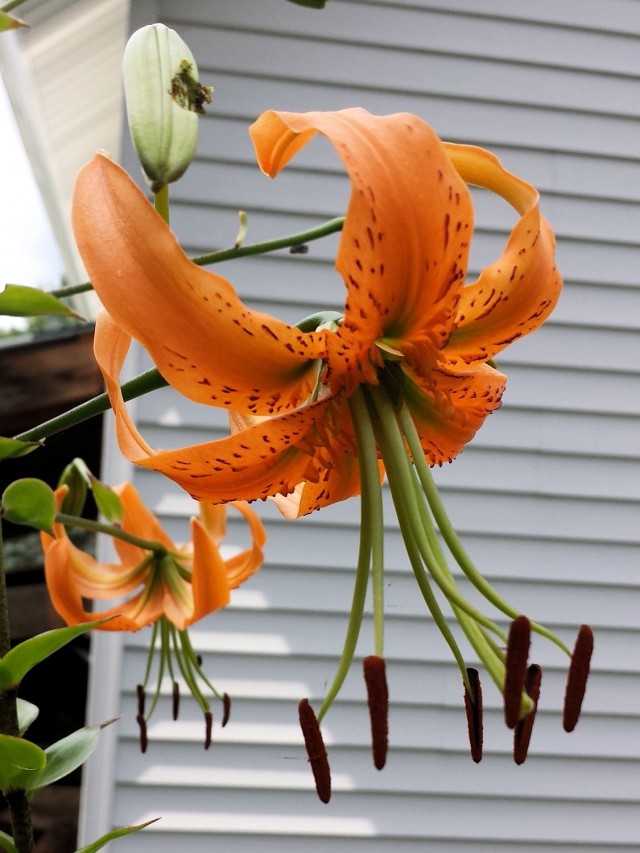 Lilium henryi an orange lily that blooms in late summer.