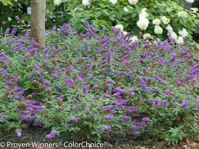 Lo & Behold Blue Chip buddleia