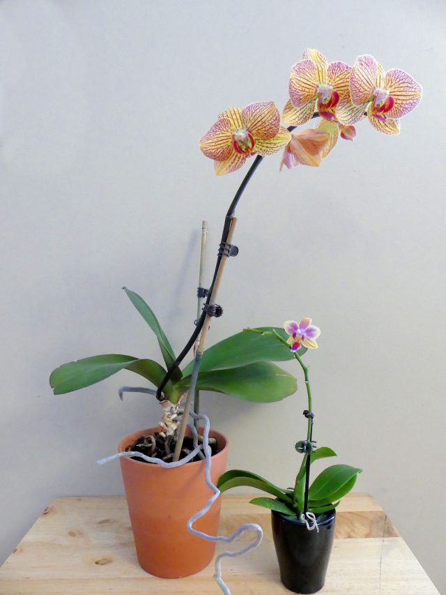 Mama and baby orchid