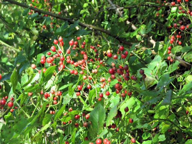 Multiflora rose hips - food for birds and good in dried arrangements