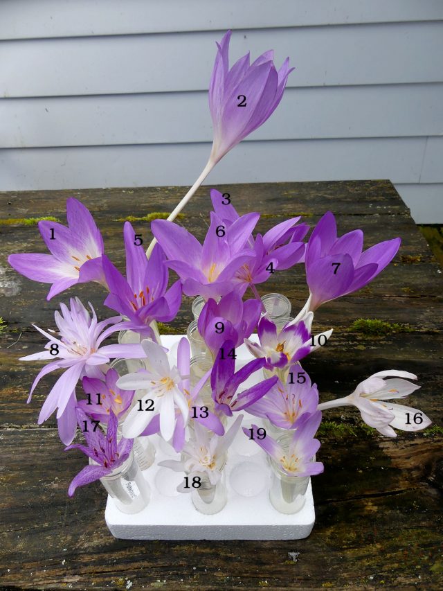 19 different kinds of colchicums
