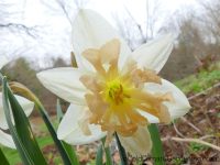 Palmares daffodil