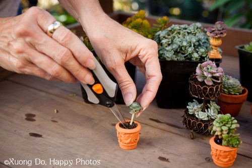 Planting Succulents in a miniature garden
