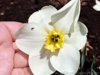 Queen of the North daffodil