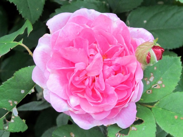 Gertrude Jekyll rose