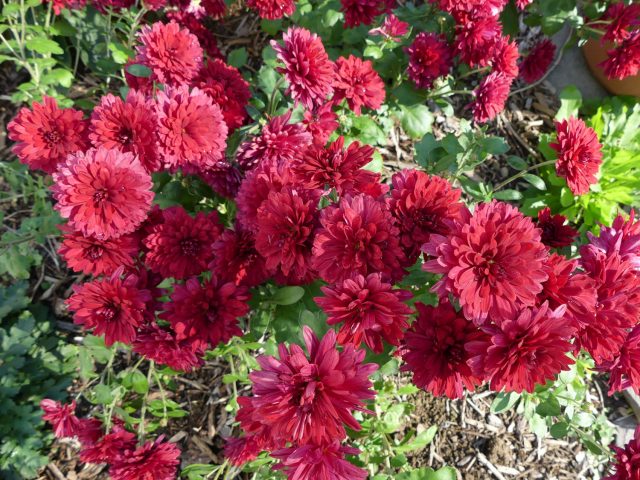 Ruby Mound Chrysanthemum