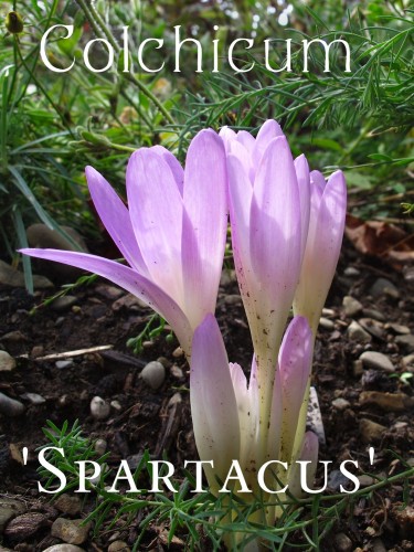 Colchicum Spartacus from side