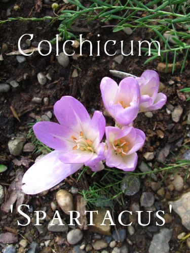 Colchicum Spartacus viewed from top