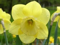 Symphonette daffodil