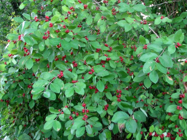 Tartarian honeysuckle berries