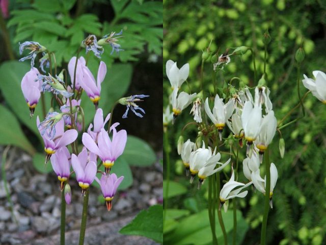 Two dodecatheons