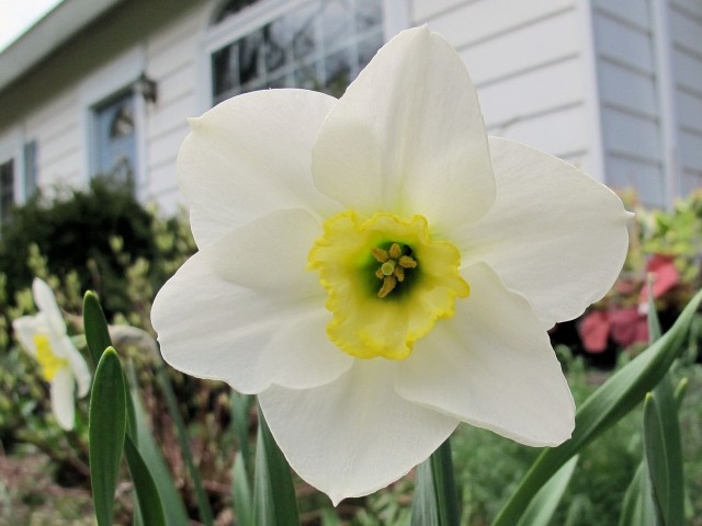 Vernal Prince, a special daffodil