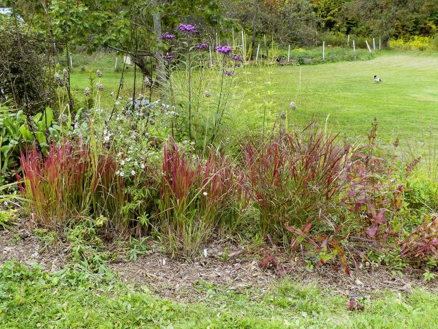 japanese blood grass, Cheyenne Sky switch grass, Penstemon calycosus, Vernonia glauca,  Veronicastrum
