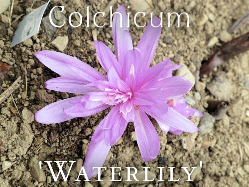 Waterlily colchicum-a flowering bulb for autumn