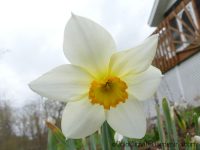 White Lady narcissus