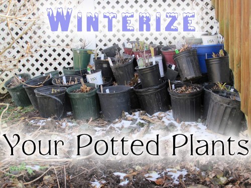 Winterize Your Potted Plants