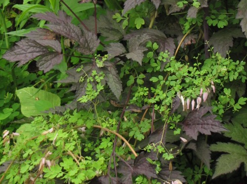 Allegheny vine and Black Negligee snakeroot