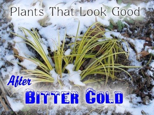 Plants That Look Good After Bitter Cold