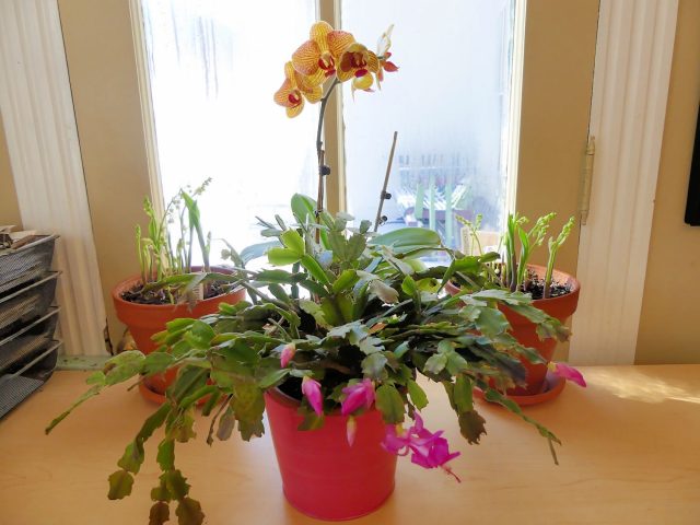 January blooming indoor plants