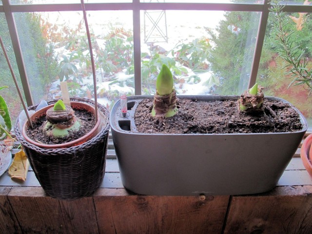 amaryllis bulbs two weeks after planting
