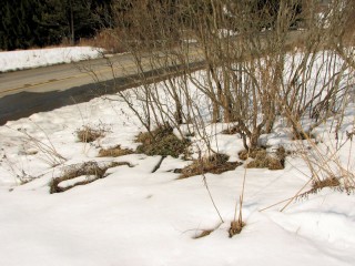Snow around lilac shrub