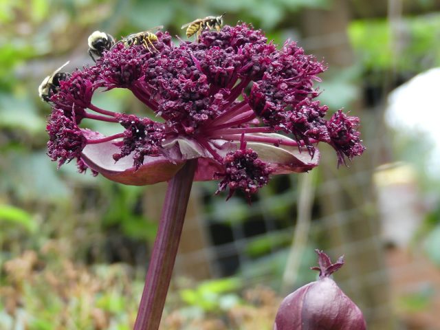 Angelica gigas close-up of flower