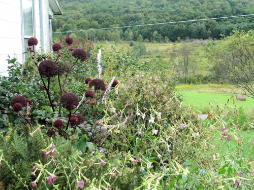 Angelica and other plants in the fall border