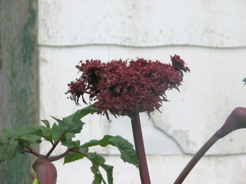 This is the first year I've managed to have Korean angelica blooming in my garden