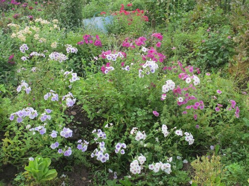 Annual phlox looks great in a cottage garden--or a vegetable garden!