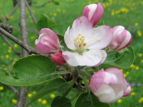 If this apple blossom gets frosted before it gets pollinated, it will never form an apple.