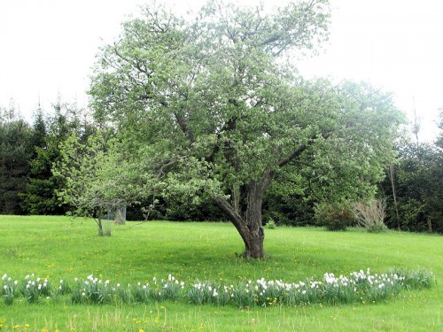 Poet's narcissus blooming at the foot of an apple tree