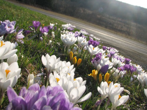 The second wave of crocus washes over the Crocus Bank. (c) Cadence Purdy