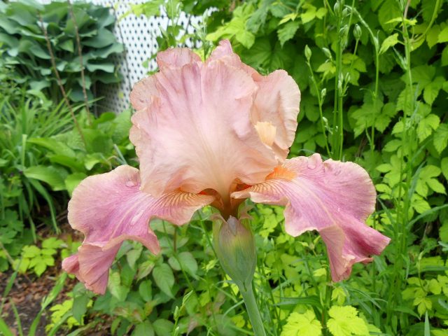 iris barbuto albicocca