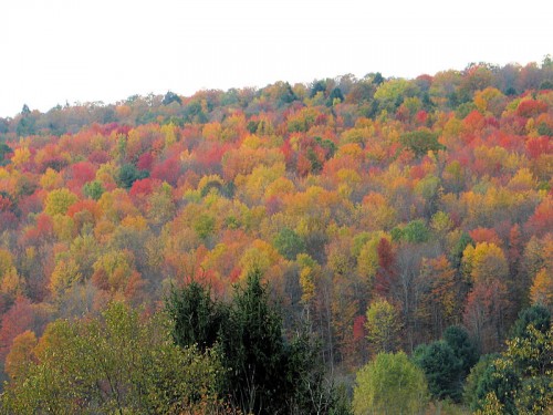 colorful tree foliage in autumn