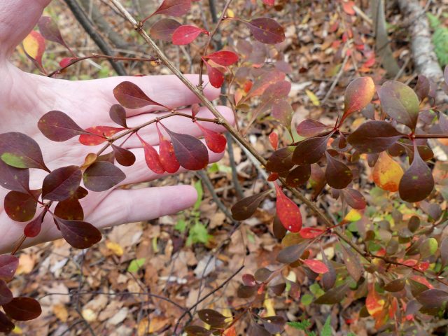 Japanese barberry in woods