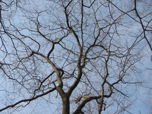 tracery of bare tree branches