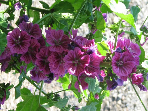 Cluster of Bibor Felho (Purple Cloud) mallow flowers