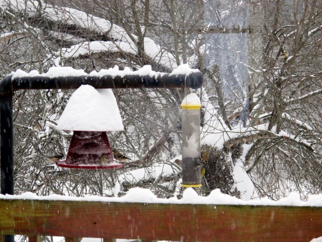 snow-topped bird feeder