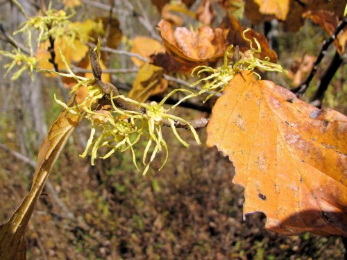 In some years, the witch hazel doesn't drop its leaves, making it more difficult to see the flowers.